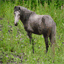 ponyranch.net