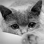 exoticshorthair.over-blog.com