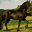 geterranch.com
