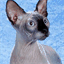 basuan.com