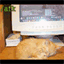 the-lolcat.over-blog.com