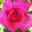 mimithegardener.wordpress.com