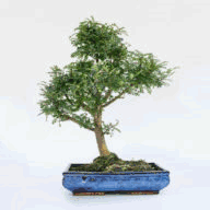 borgodelfalco.com