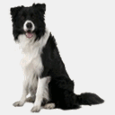 abcollie.com