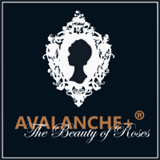 avenue-brand.com