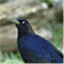 gracklelover.wordpress.com