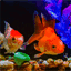 goldfish300.tumblr.com