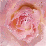 chqlr.com