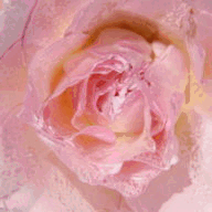 chqlr.com