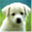 pettrust.info