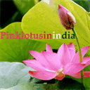 pinklotusinindia.over-blog.com