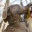 classypuppies.wordpress.com