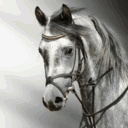 horse-s.tumblr.com