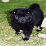 eurasier-vom-kloster-lehnin.de