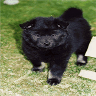 eurasier-vom-kloster-lehnin.de