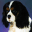 cavalierkingcharles-spaniels.com