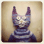 knittedcat.co.uk