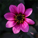 elderberrydesignandflowers.com