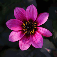 elderberrydesignandflowers.com