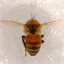 50000bees.com