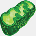 mitochondriongroup.ca
