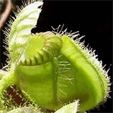 karnivoren-hexe.de.tl