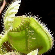 karnivoren-hexe.de.tl