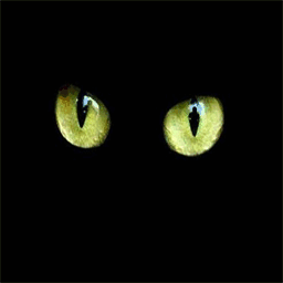 mrchatnoir.over-blog.com