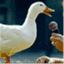 quackup.wordpress.com