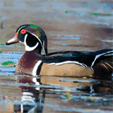 minnesotalandscapeandhabitat.com