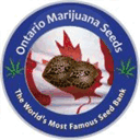 ontariomarijuanaseeds.com