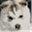 kakastavihusky.com