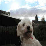 nice-wig-janis.tumblr.com