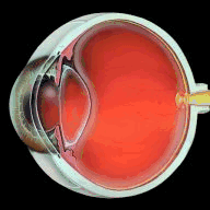 newyorkcityprints123.com