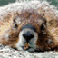 nicemarmot47.tumblr.com