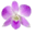expressorchids.com