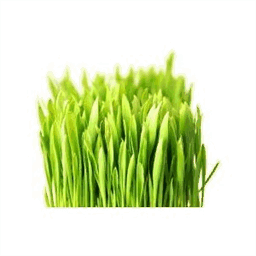 athensgrass.com