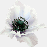 brandycolmer.com