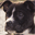digidog.fi