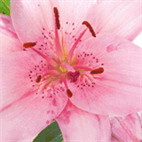 beauty-lounge-muenchen.de