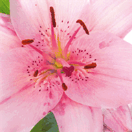 beauty-lounge-muenchen.de