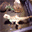 doyen-reptipark.fr.gd
