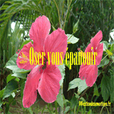 gestiondesemotions.over-blog.fr