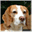 beagle.one