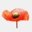 2poppies.com