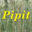 pipitsplace.com