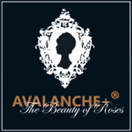 avanxel.es