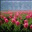 trippingloudlythroughthetulips.wordpress.com