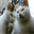 blog.obbli.net
