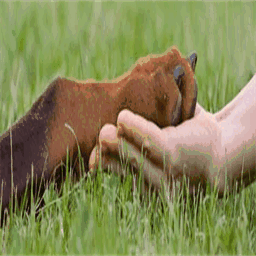 therapaws-online.ca
